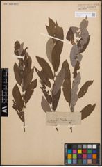 Foto von Salix cinerea L.